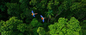 Two parrots flying over a forest 